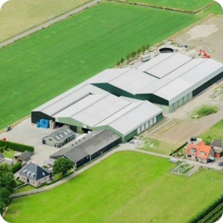 Efficiëntere witlofverwerking met maatwerk van AgrinServ