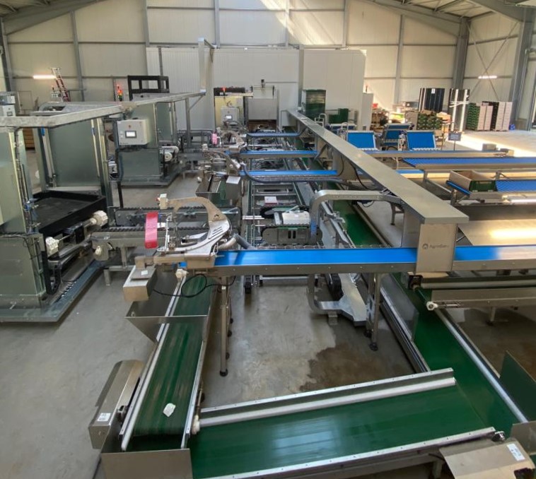 Witlof productie hal